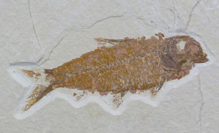 Knightia Fossil Fish - Wyoming #36881